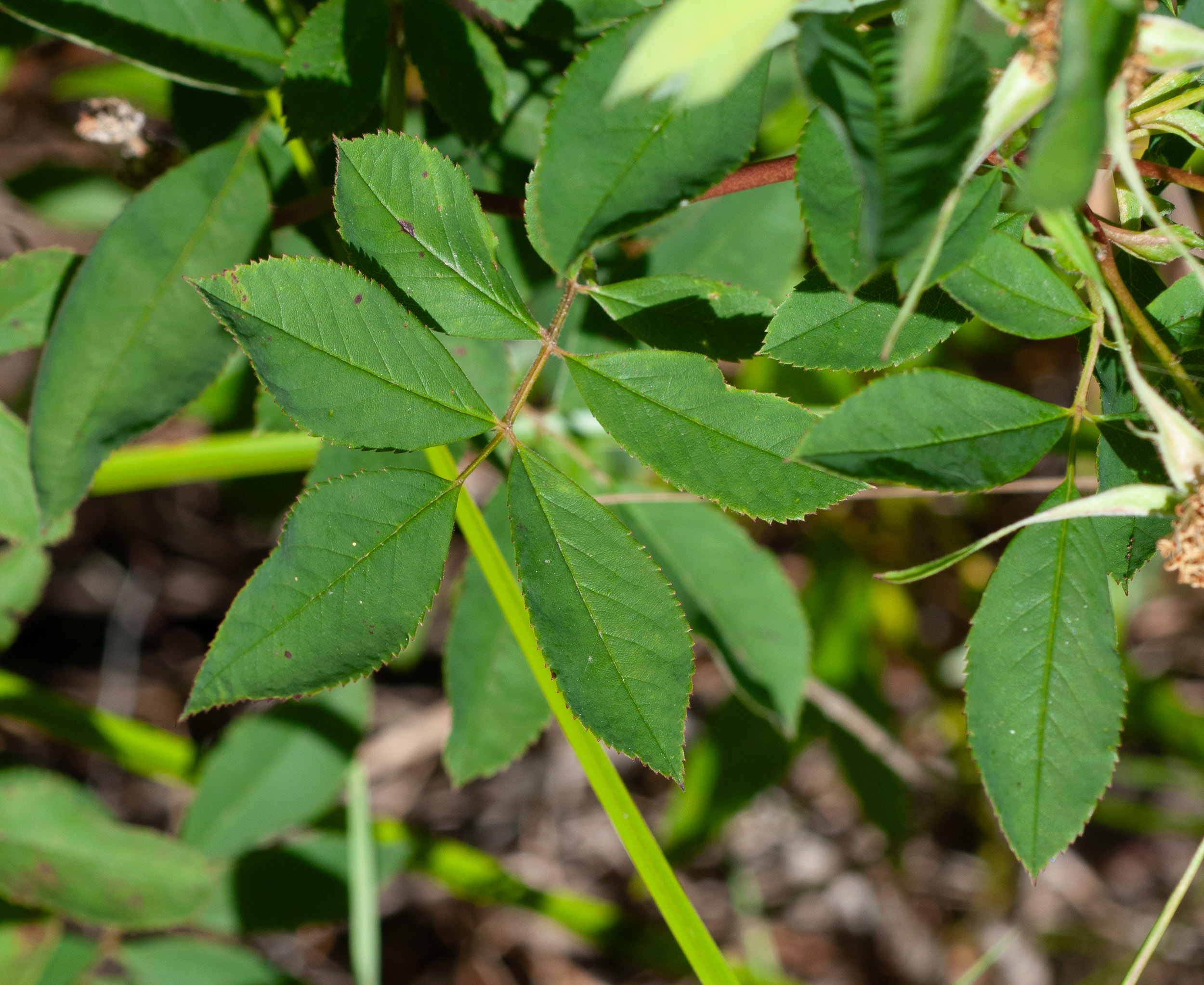 Rosa acicularis