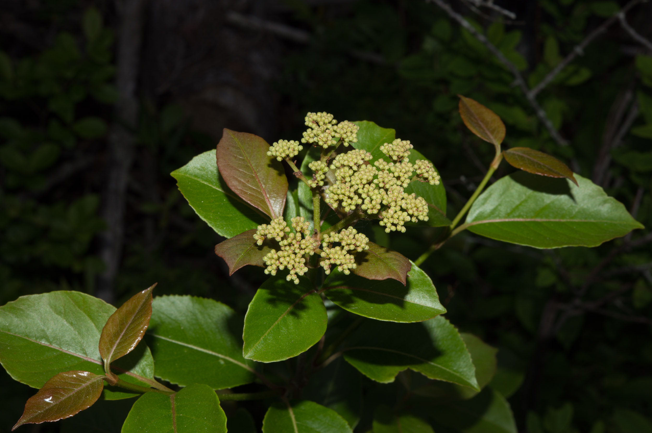 Withe Rod Viburnum nudum (Withe rod)