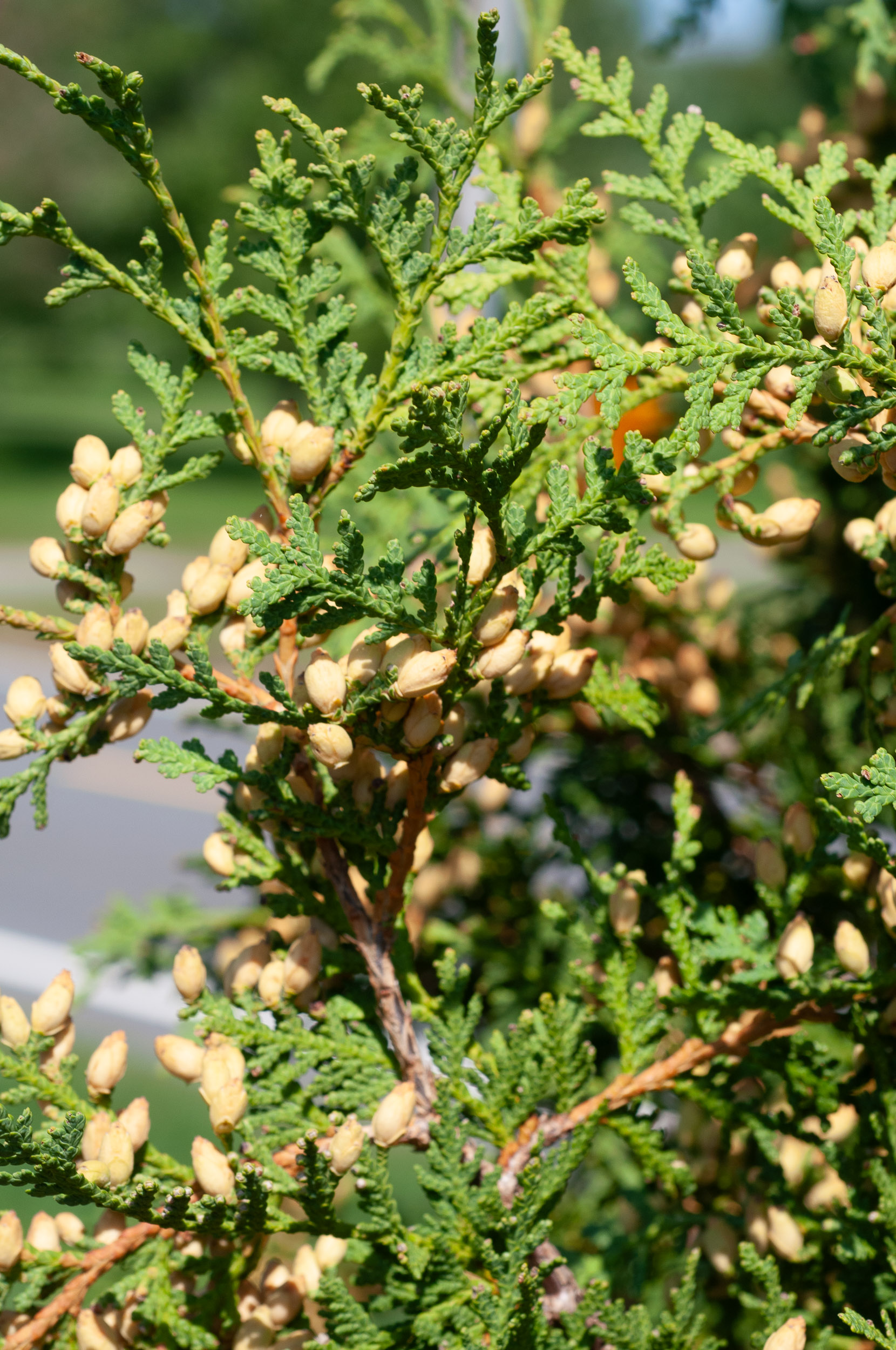 Thuja occidentalis (Northern white cedar)