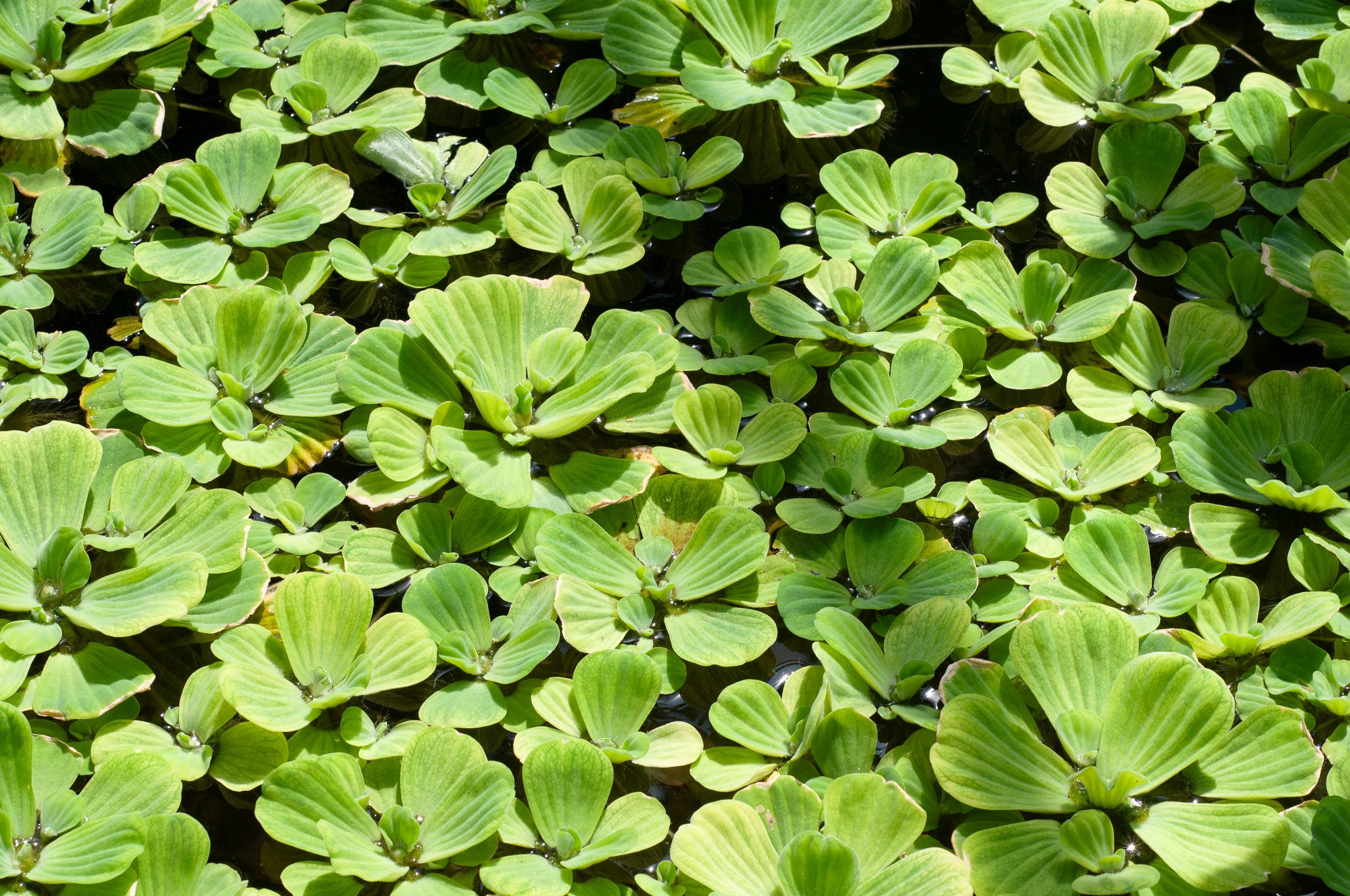 pistia stratiotes lettuce water druid howard rawlings conservatory botanic peters gardens