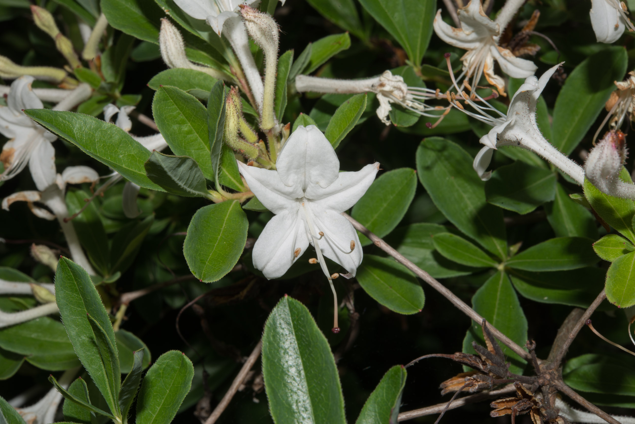 Rhododendron Viscosum Swamp Azalea