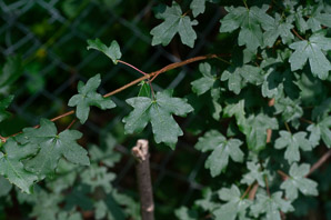 Acer campestre (field maple)