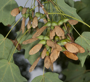 Acer saccharum (sugar maple)