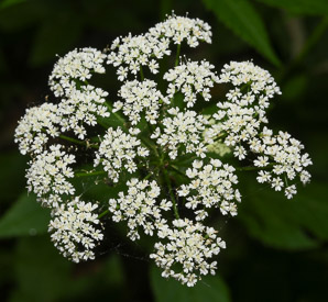 Aegopodium podagraria (ground elder, herb gerard, bishop’s weed, goutweed, gout wort, snow-in-the-mountain, English masterwort, wild masterwort, bishop’s goutweed)
