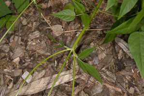 Aegopodium podagraria (ground elder, herb gerard, bishop’s weed, goutweed, gout wort, snow-in-the-mountain, English masterwort, wild masterwort, bishop’s goutweed)