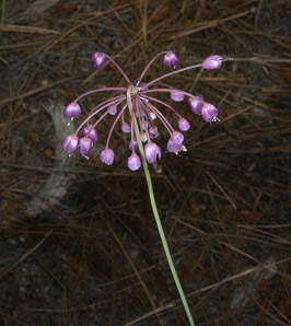 Allium cernuum (nodding onion)