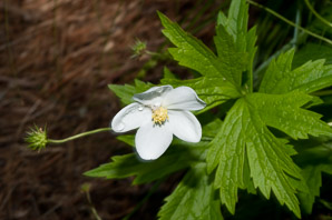 Anemone canadensis (Canada anemone, round-leaf thimbleweed, windflower, meadow anemone, Canadian anemone, win)