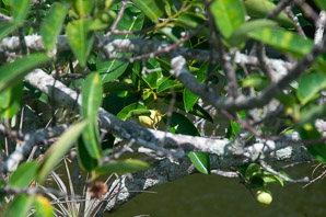 Annona glabra (pond apple, alligator apple, swamp apple, corkwood, bobwood, monkey apple)
