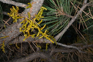 Arceuthobium spp. (mistletoe)