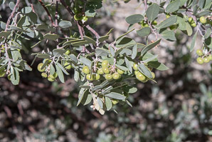 Arctostaphylos glauca (manzanita, bigberry manzanita)
