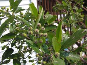 Aronia arbutifolia (red chokeberry)