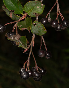 Aronia melanocarpa (black chokeberry)