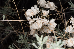 Atriplex canescens (fourwing saltbush, four-winged saltbush, chamiso, chamiza, four-wing saltbush)