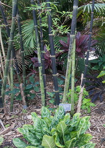 Bambusa lako (giant black bamboo)