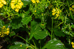 Barbarea vulgaris (winter cress, wintercress, garden yellowrocket, bittercress, herb barbara, rocketcress, yellow rocketcress, winter rocket, wound rocket)