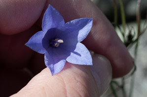 Campanula rotundifolia (bluebell, harebell, bluebell bellflower)