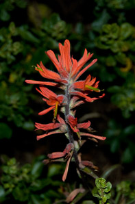Castilleja Mutis (Indian paintbrush, prairie-fire)