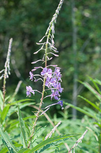 Chamerion angustifolium (fireweed)