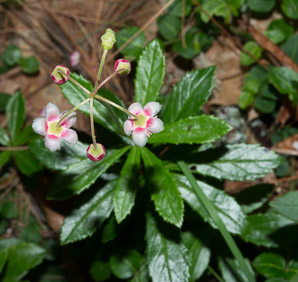 Chimaphila umbellata (common pipsissewa, noble prince’s-pine, pipsissewa)