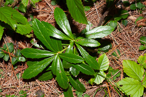 Chimaphila umbellata (common pipsissewa, noble prince’s-pine, pipsissewa)