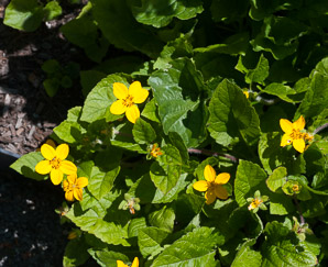 Chrysogonum virginianum (green and gold)