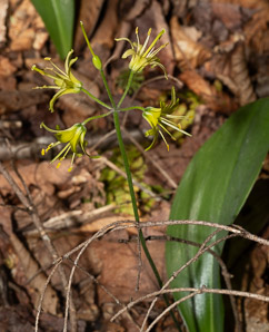 Clintonia borealis (yellow clintonia, bluebead lily, blue-bead lily, clintonia, Clinton’s lily, corn lily, cow tongue, yellow beadlily, yellow bluebeadlily, snakeberry, dogberry, straw lily, bluebead)