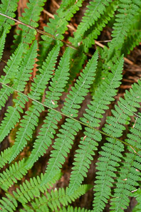 Dennstaedtia punctilobula (hay-scented fern, eastern hayscented fern)