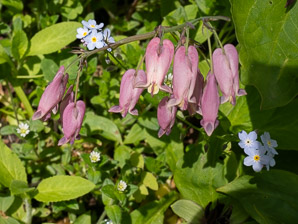 Dicentra formosa (western bleeding heart, Pacific bleeding heart)