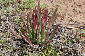 Dudleya edulis (fingertips, lady fingers, mission lettuce, San Diego dudleya)