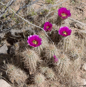 Echinocereus engelmannii (hedgehog cactus, calico cactus, dagger-spine hedgehog, Engelmann’s hedgehog, Howe hedgehog, Indian strawberry cactus, Munz’s hedgehog cactus, needle-spine hedgehog, purple-spined hedgehog, strawberry hedgehog, varied-spine hedgehog, Engelmann hedgehog, Engelmann’s hedgehog cactus)
