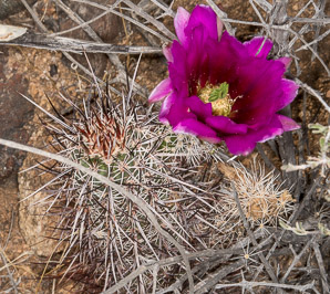 Echinocereus engelmannii (hedgehog cactus, calico cactus, dagger-spine hedgehog, Engelmann’s hedgehog, Howe hedgehog, Indian strawberry cactus, Munz’s hedgehog cactus, needle-spine hedgehog, purple-spined hedgehog, strawberry hedgehog, varied-spine hedgehog, Engelmann hedgehog, Engelmann’s hedgehog cactus)