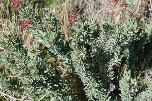 Eriogonum fasciculatum (California buckwheat, Eastern mojave buckwheat)