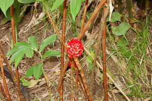 Etlingera elatior (red torch ginger)