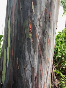 Eucalyptus deglupta (rainbow eucalyptus, Mindano gum, rainbow gum, Indonesian gum)