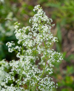 Galium mollugo (smooth bedstraw, false baby’s breath, upright bedstraw, upright hedge bedstraw, white bedstraw, wild madder)