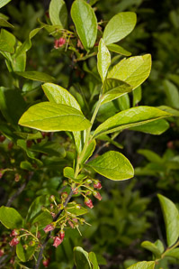 Gaylussacia baccata (black huckleberry, common huckleberry)