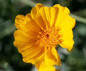 Geraea canescens (desert sunflower, hairy desert sunflower, desert gold, hairy desertsunflower)