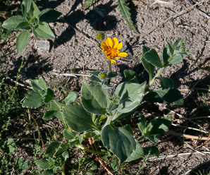 Geraea canescens (desert sunflower, hairy desert sunflower, desert gold, hairy desertsunflower)