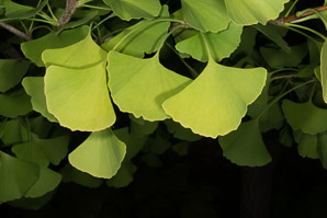 Ginkgo biloba (maidenhair tree, golden fossil tree, stinkbomb tree)