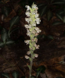 Goodyera pubescens (downy rattlesnake plantain, downy rattlesnake orchid)
