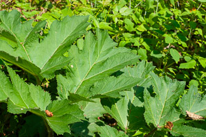 Heracleum maximum (cow parsnip, Indian celery, pushki, common cowparsnip)