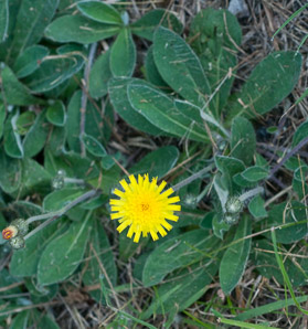 Hieracium pilosella (mouse ear, mouse ear hawkweed, mouseear hawkweed)