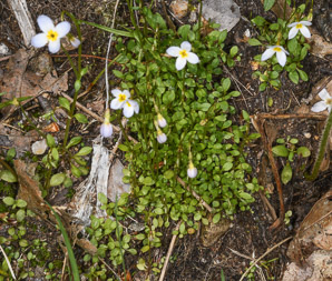 Houstonia caerulea (bluets, quaker ladies, azure bluet, bluet)