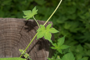 Humulus japonicus (Japanese hops, Japanese hop)
