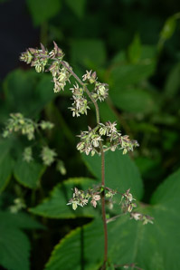 Humulus japonicus (Japanese hops, Japanese hop)