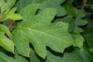 Hydrangea quercifolia (oak leaved hydrangea, oakleaf hydrangea)
