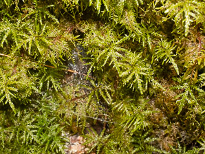 Hylocomium splendens (splendid feather moss, glittering woodmoss, stairstep moss, mountain fern moss)