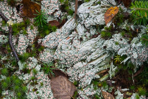 Icmadophila ericetorum (fairy barf, candy lichen, peppermint drop lichen)
