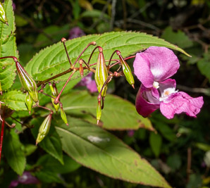 Impatiens glandulifera (Himalayan balsam, kiss-me-on-the-mountain, ornamental jewelweed)