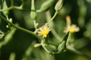 Lactuca canadensis (wild lettuce, Canada lettuce)